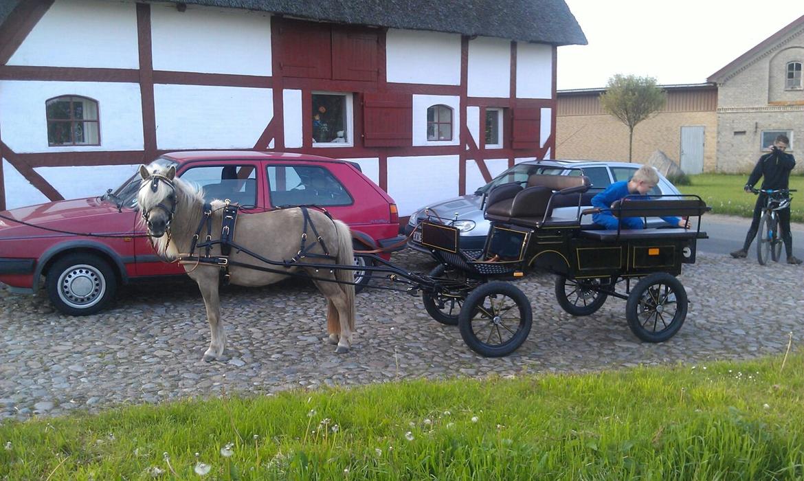 Shetlænder Veronique v.d. Dorpsweg - Så kom min nye vogn, fantastisk!! billede 5