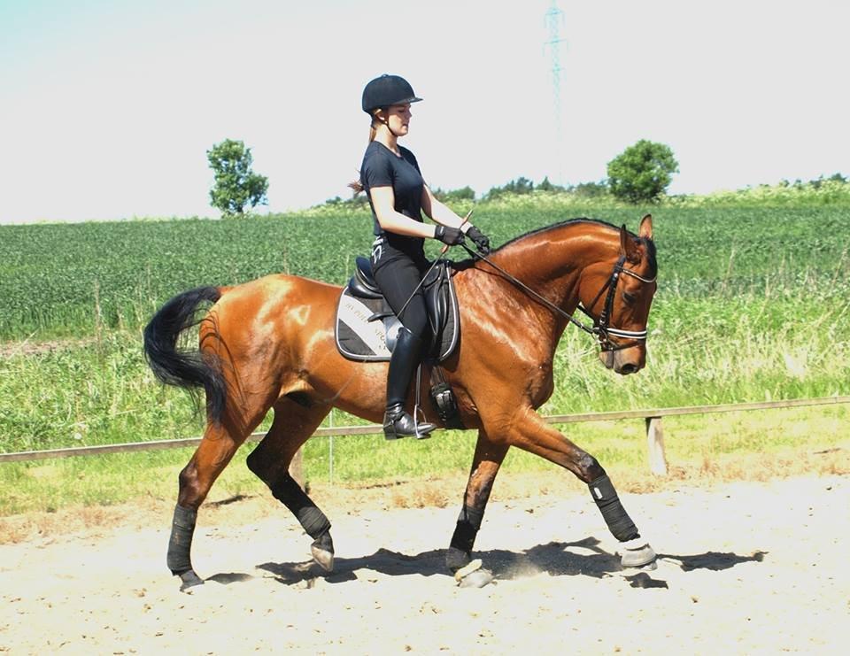 Dansk Varmblod Flanigan - Træning juni 2013  billede 20