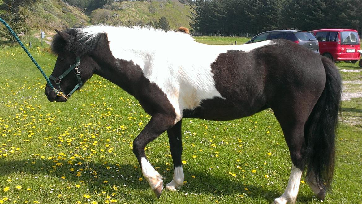 Islænder Geysa fra Grønnestrand billede 1