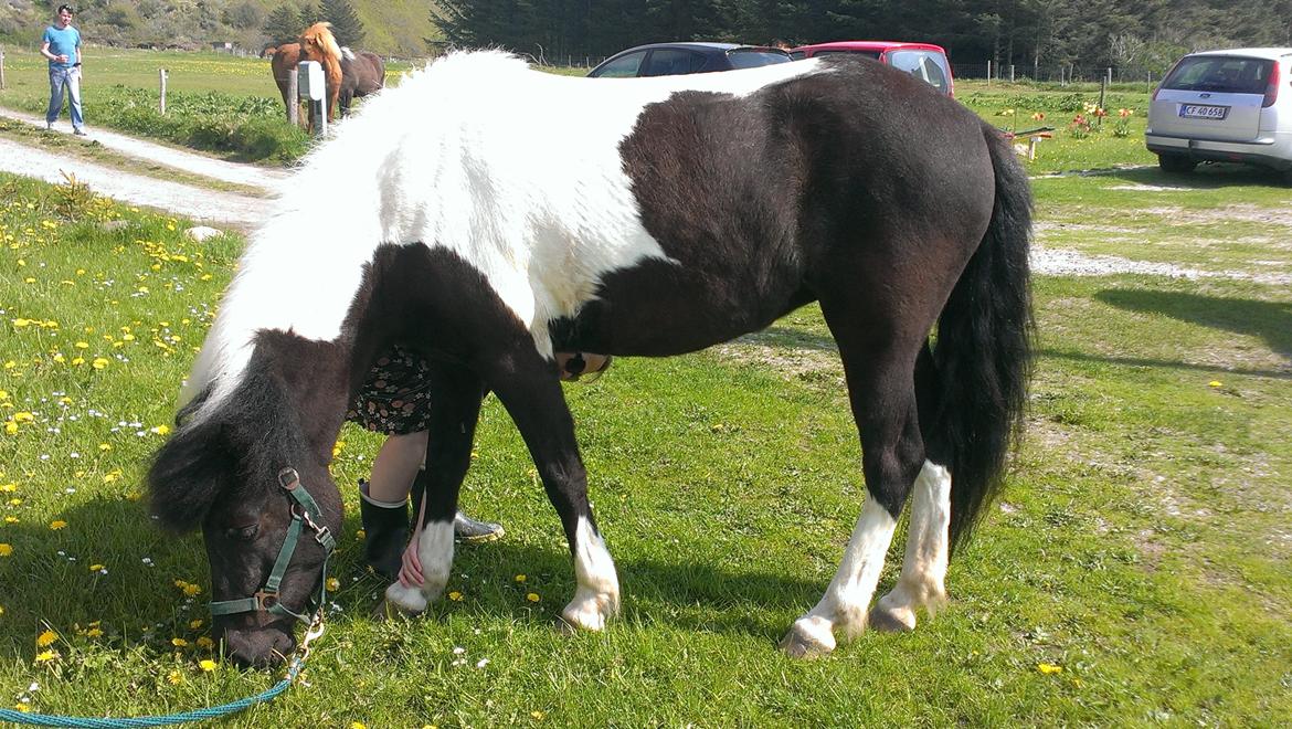 Islænder Geysa fra Grønnestrand billede 2