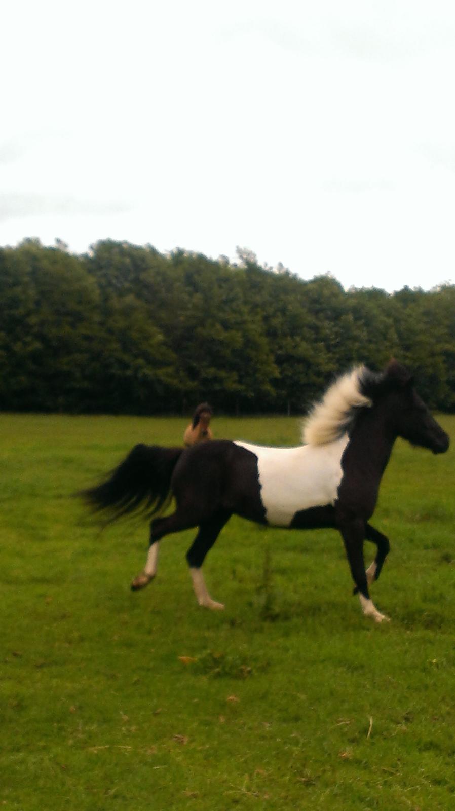 Islænder Geysa fra Grønnestrand - Første minutter i hendes nye hjem. billede 4