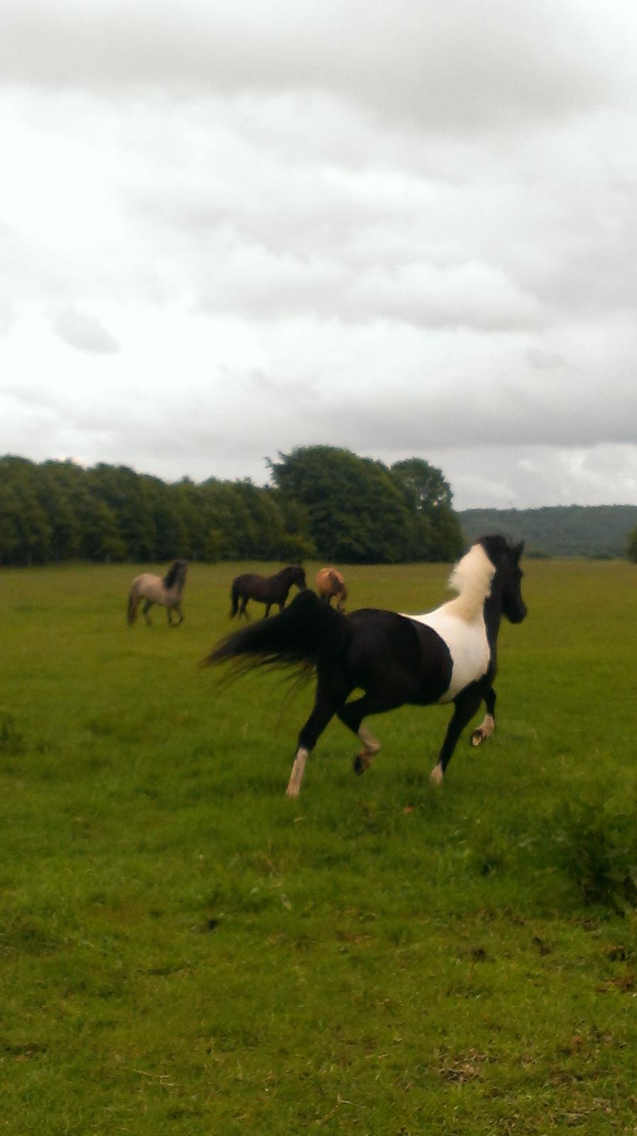 Islænder Geysa fra Grønnestrand - Første minutter i hendes nye hjem. billede 5