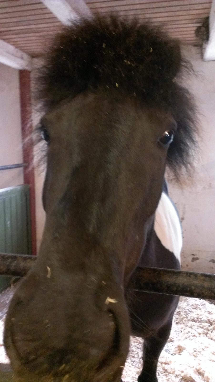 Islænder Geysa fra Grønnestrand billede 6