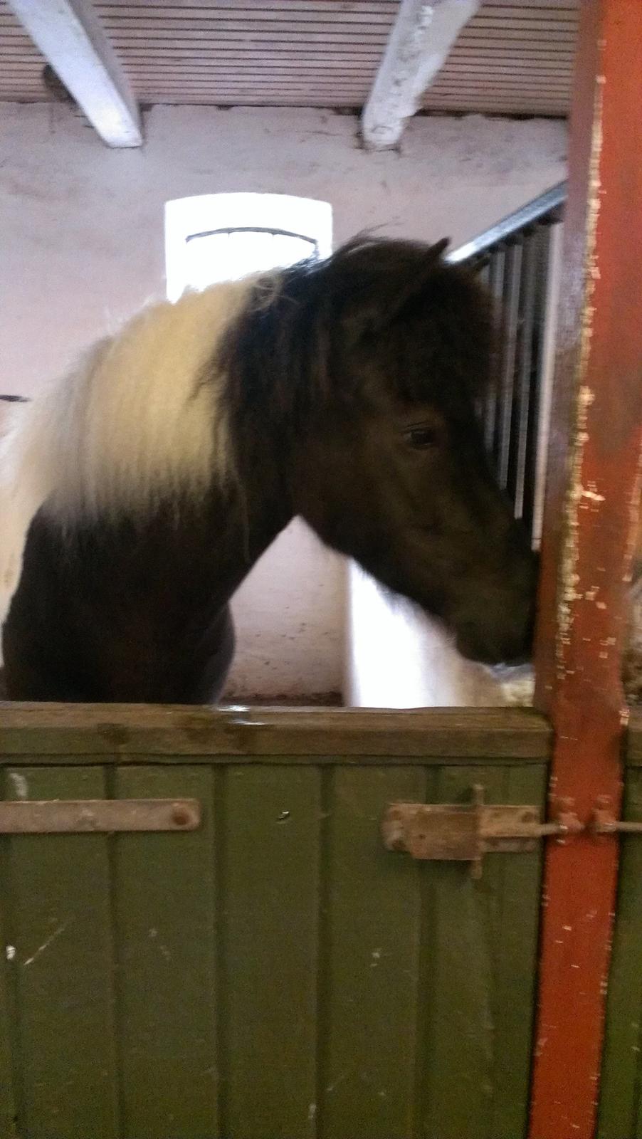 Islænder Geysa fra Grønnestrand billede 7