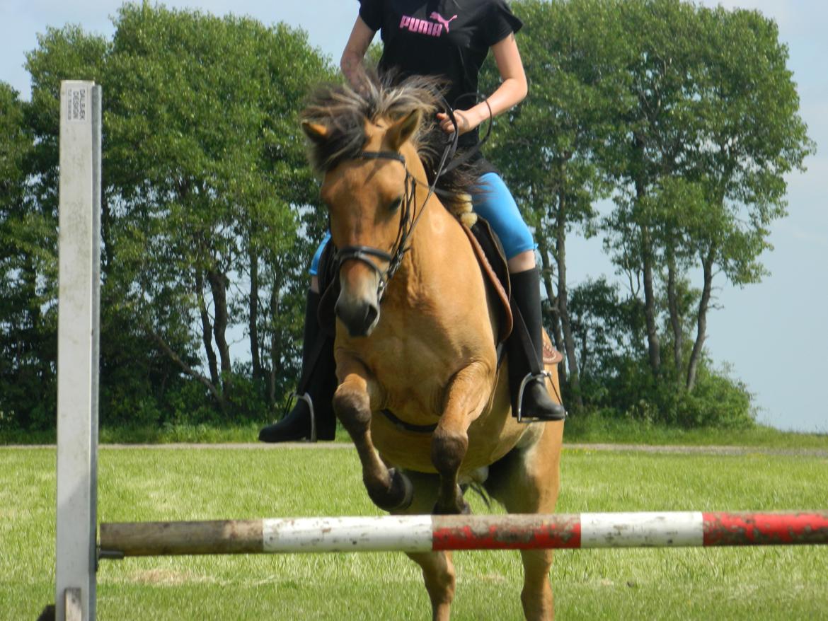 Anden særlig race Mandy - 17.06.13 billede 20