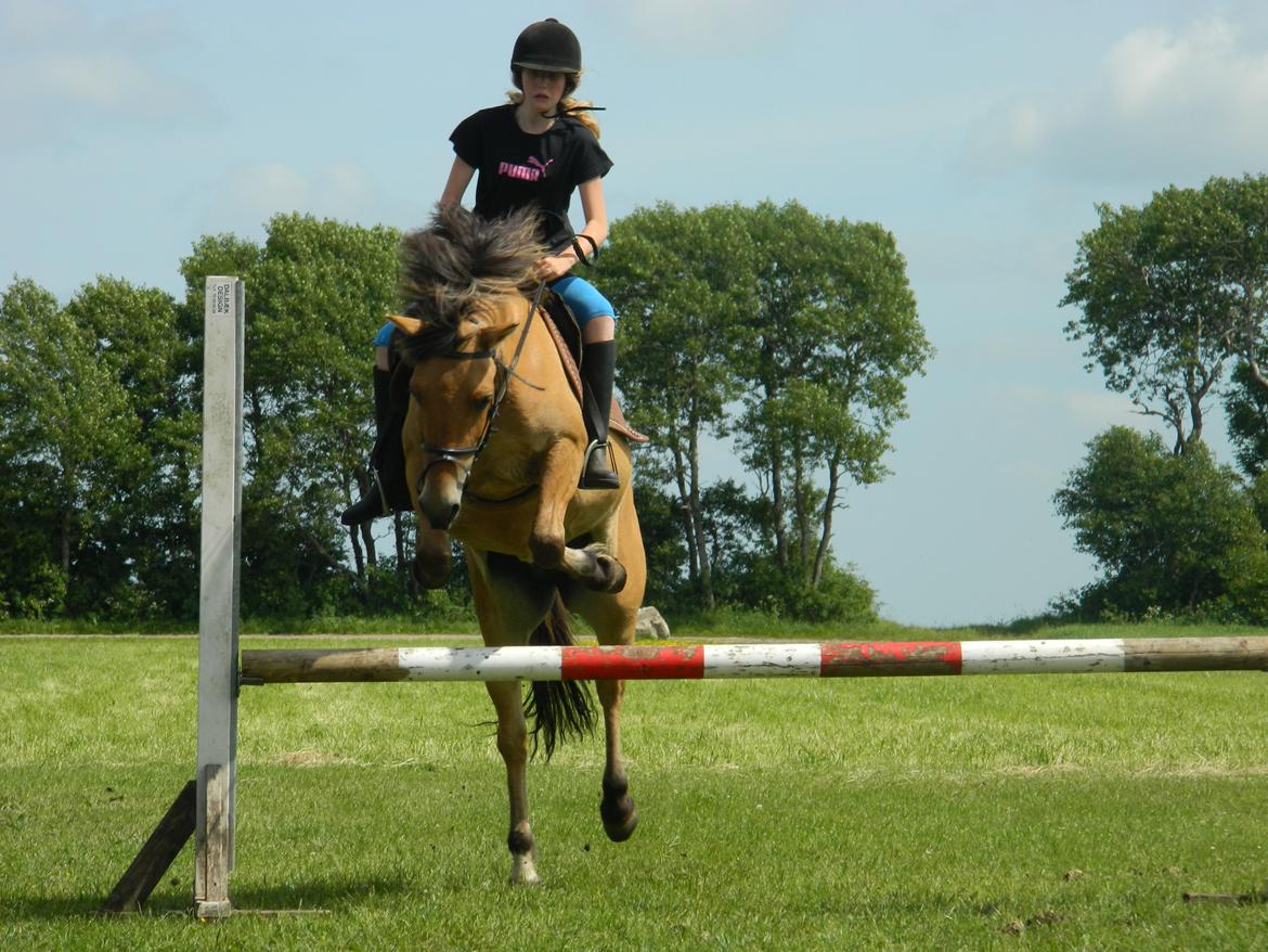 Anden særlig race Mandy - 17.06.13 - Idag testede vi hvor højt Mandy var villig til at springe.. Og hun kom op på 85cm. Og vi stoppede derefter, fordi Mandy og Melissa var trætte ;-) billede 1