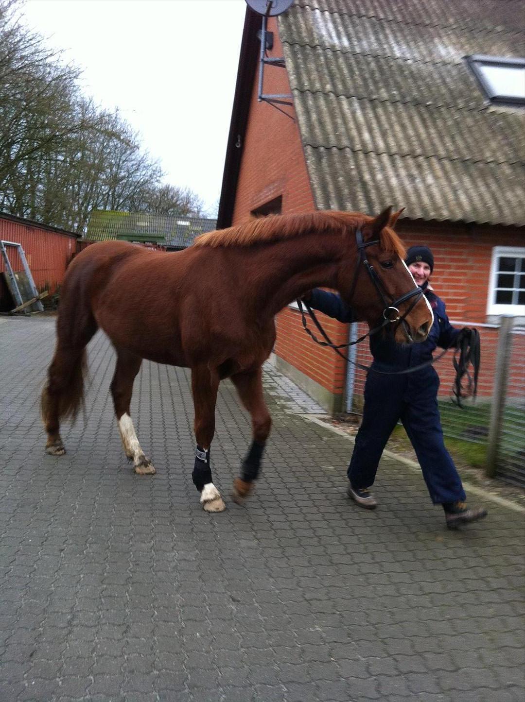 Dansk Varmblod Virgin´s Salsa - Første gang med hovedtøj på og første gang ude fra folden i 2,5 år billede 8