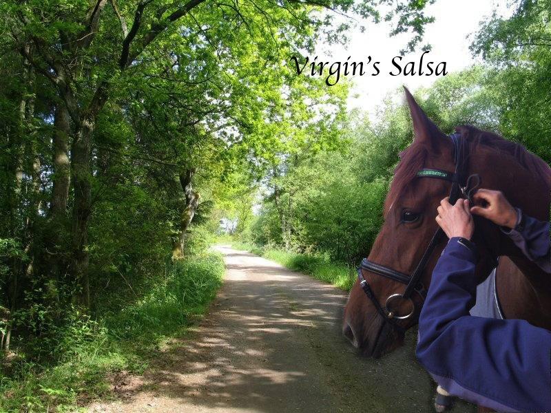 Dansk Varmblod Virgin´s Salsa - Salsa billede 15