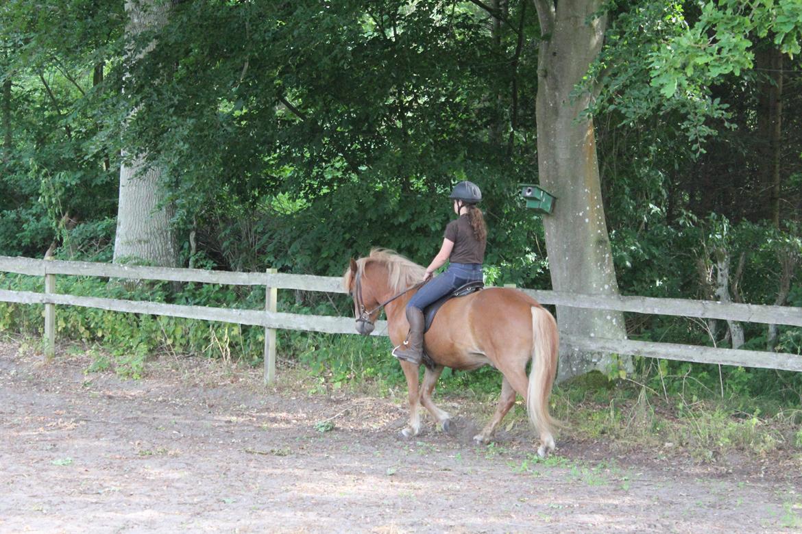 Islænder Fafnír fra Frelling billede 8