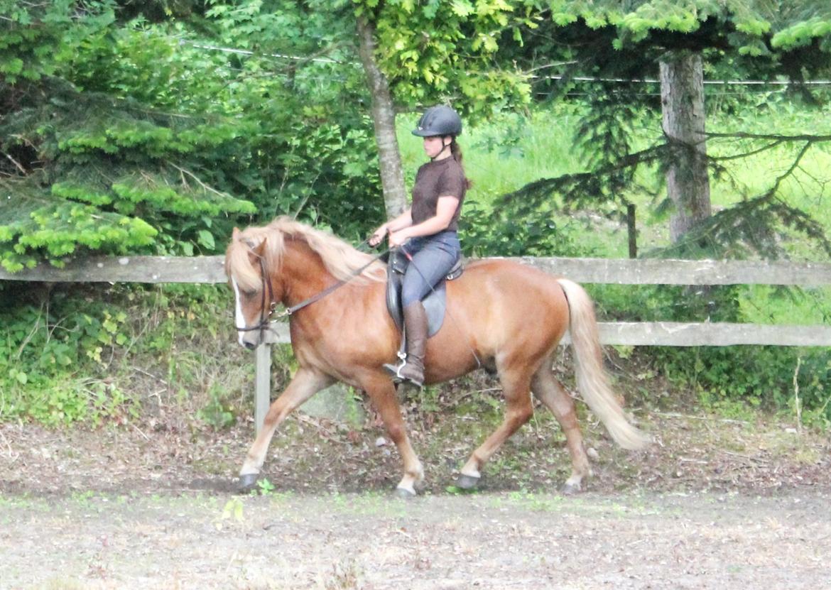 Islænder Fafnír fra Frelling billede 9