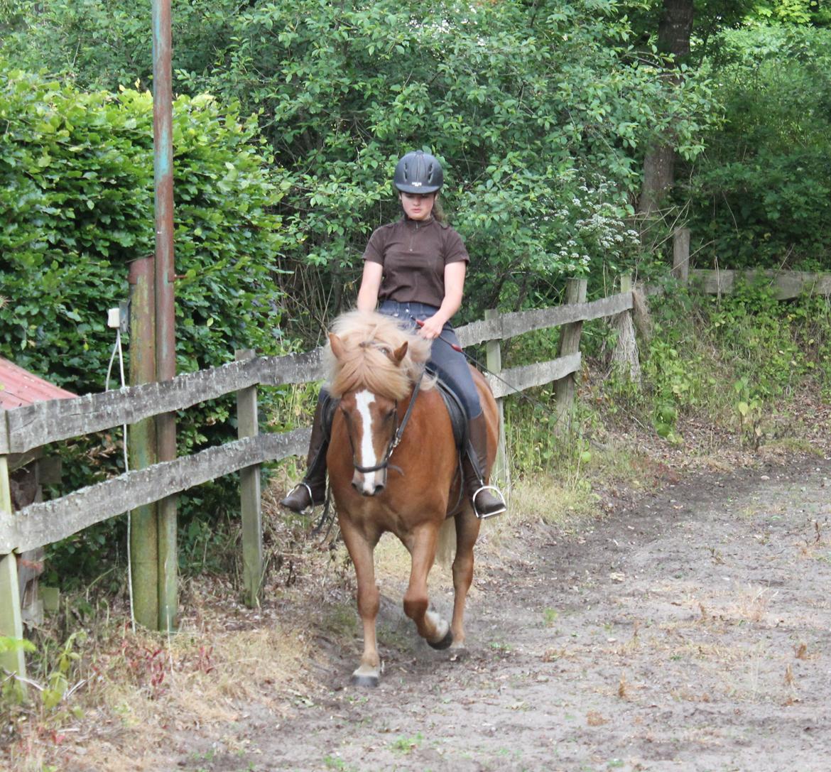 Islænder Fafnír fra Frelling billede 10