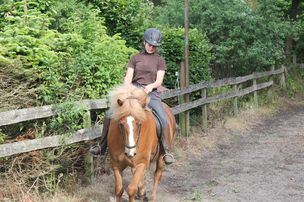 Islænder Fafnír fra Frelling billede 11