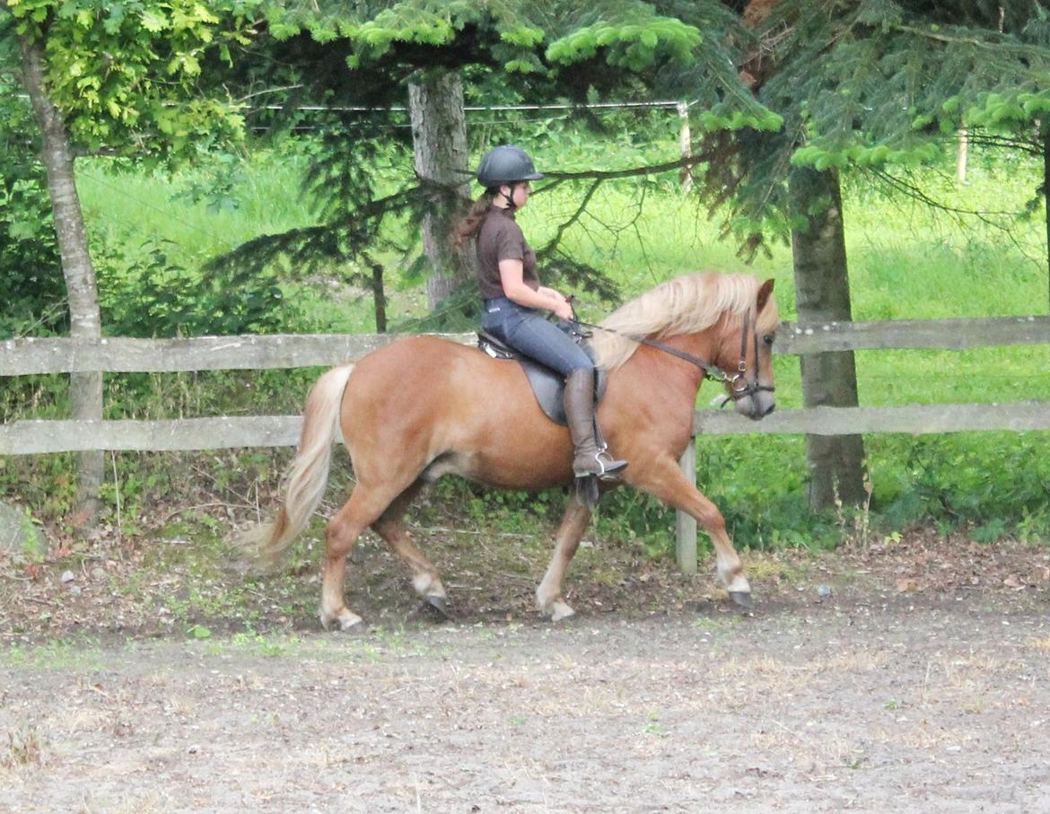 Islænder Fafnír fra Frelling billede 12