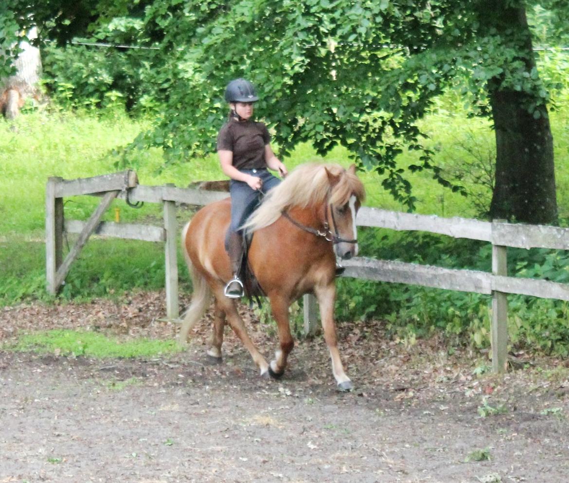 Islænder Fafnír fra Frelling billede 13
