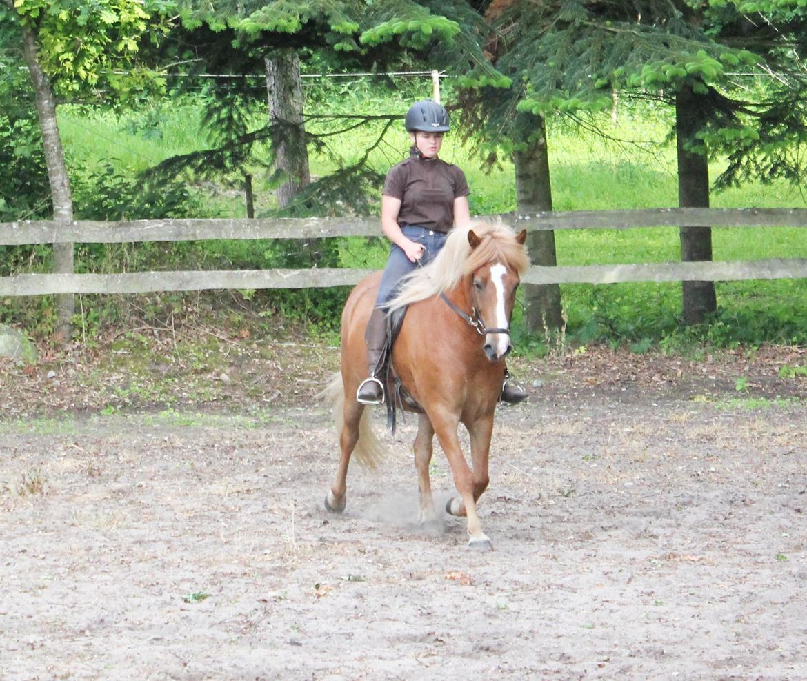 Islænder Fafnír fra Frelling billede 14