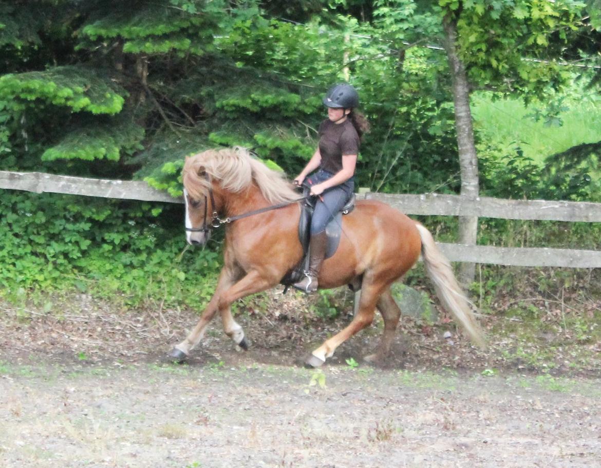Islænder Fafnír fra Frelling billede 15