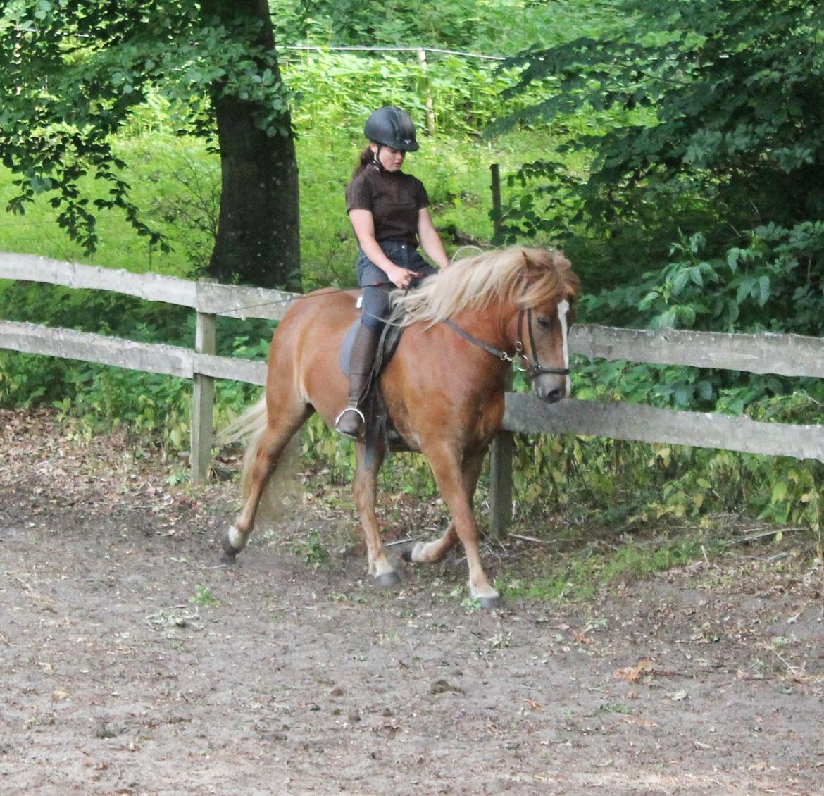 Islænder Fafnír fra Frelling billede 16