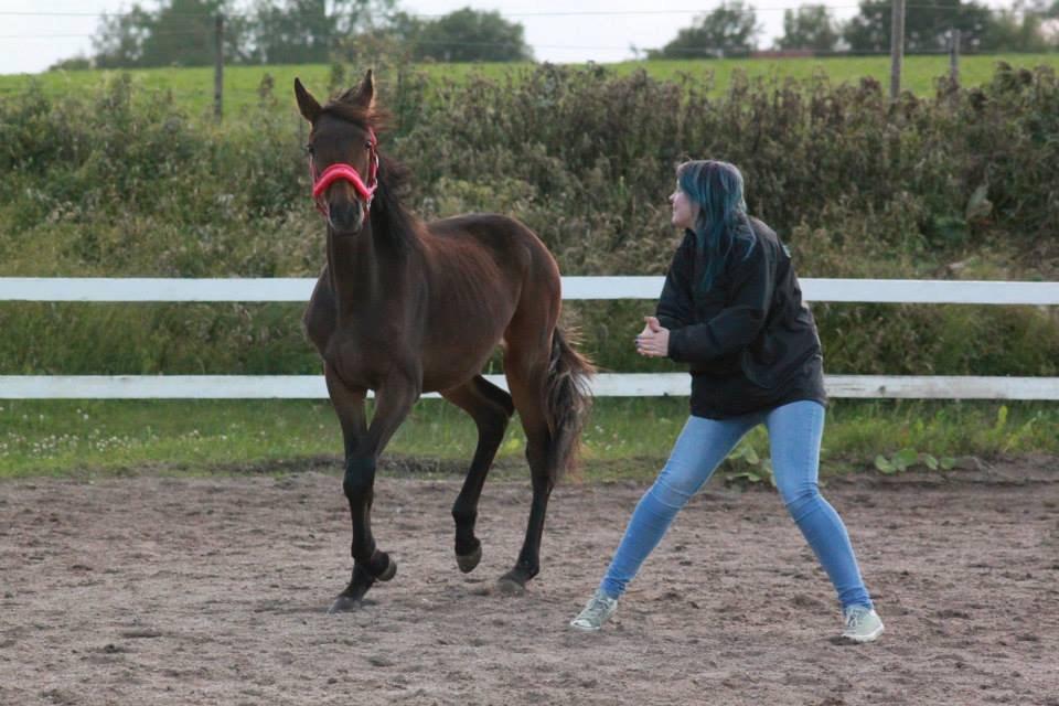 Anden særlig race Lovely - ©NOW billede 5