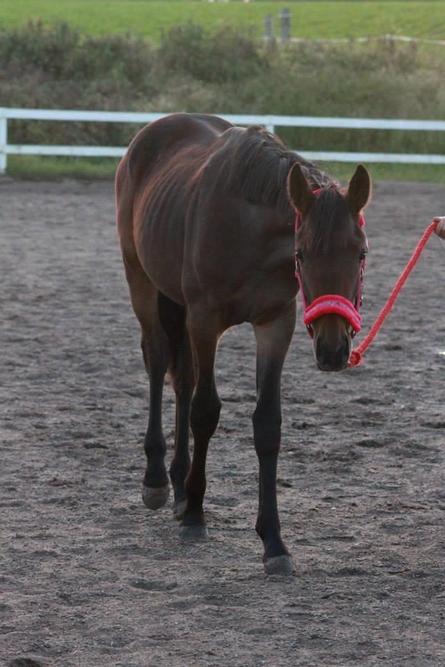 Anden særlig race Lovely - ©NOW billede 6