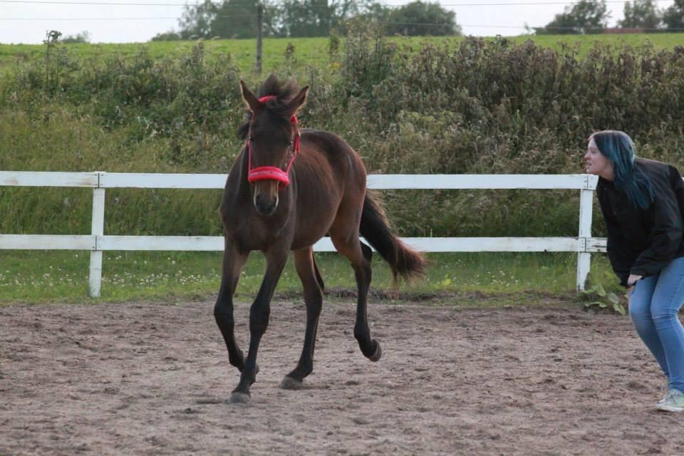 Anden særlig race Lovely - ©NOW billede 8
