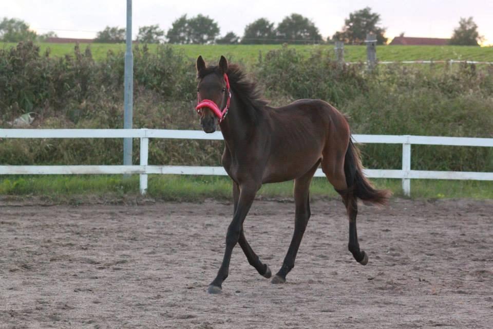 Anden særlig race Lovely - ©NOW billede 9