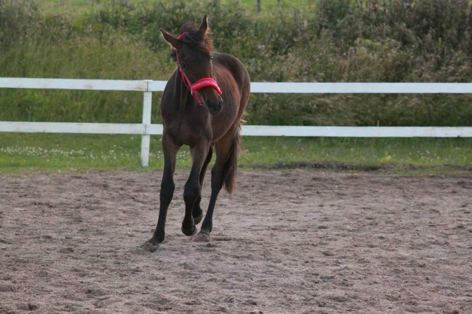 Anden særlig race Lovely - ©NOW billede 10