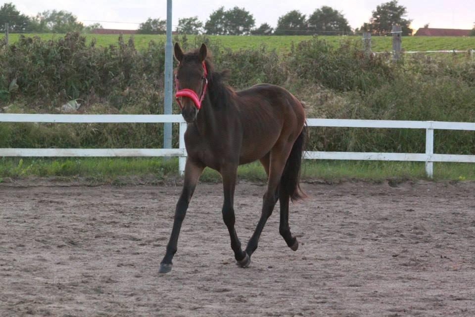 Anden særlig race Lovely - ©NOW billede 12