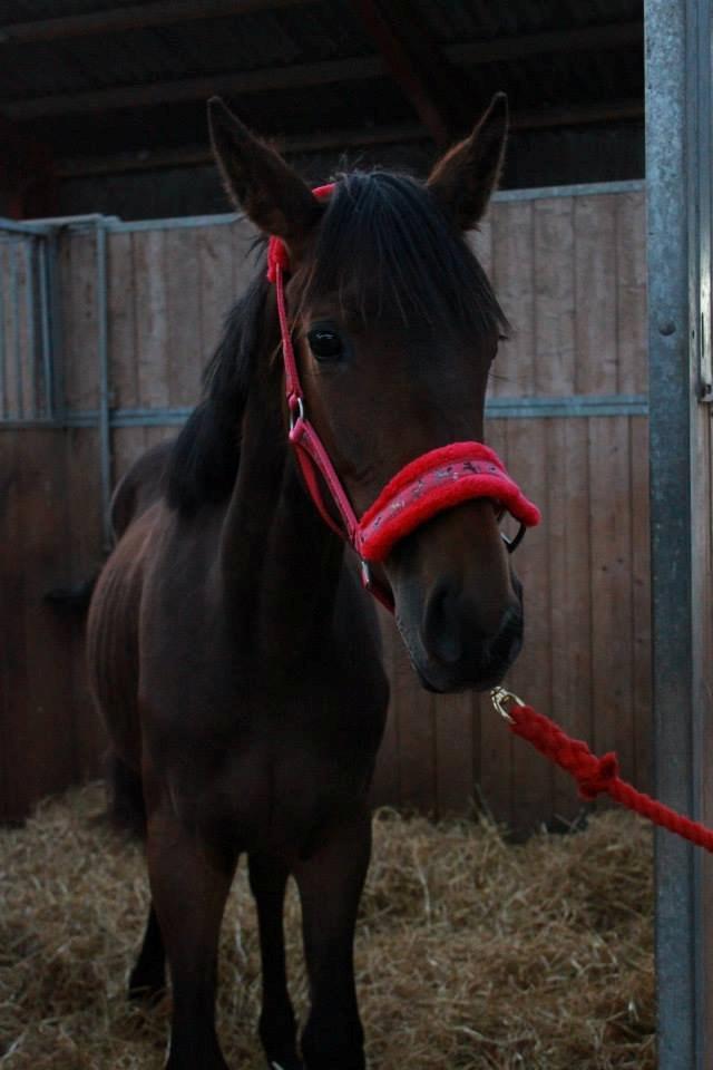 Anden særlig race Lovely - ©NOW billede 13