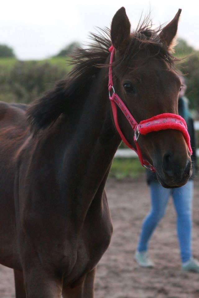 Anden særlig race Lovely - ©NOW billede 14