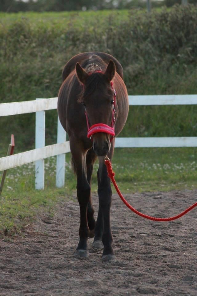 Anden særlig race Lovely - ©NOW billede 17
