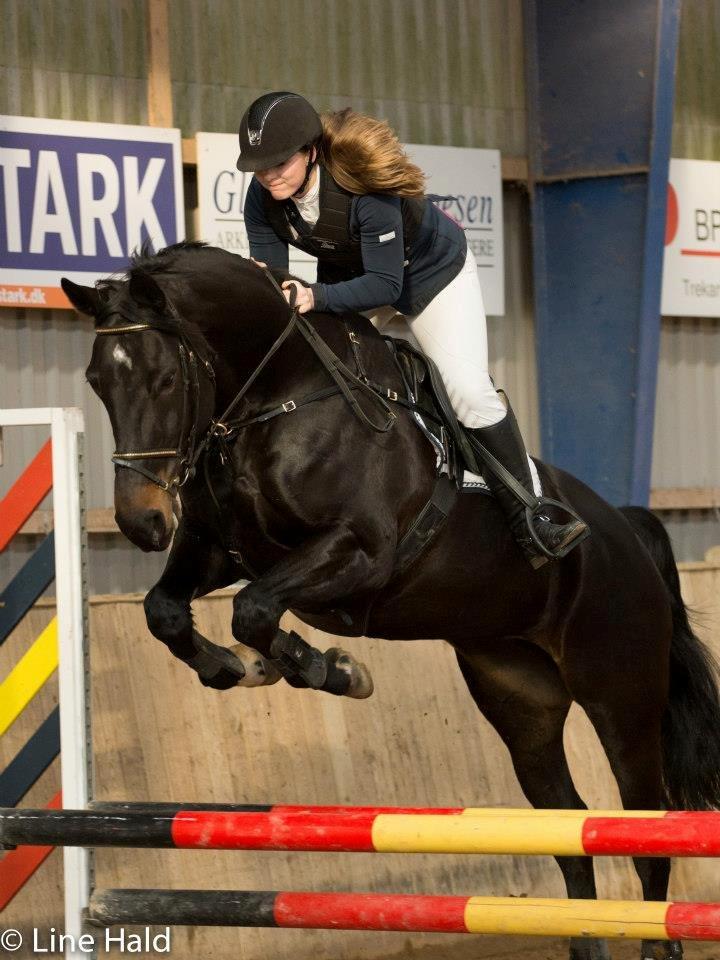 Dansk Varmblod Pilelundens Lucky Star billede 2