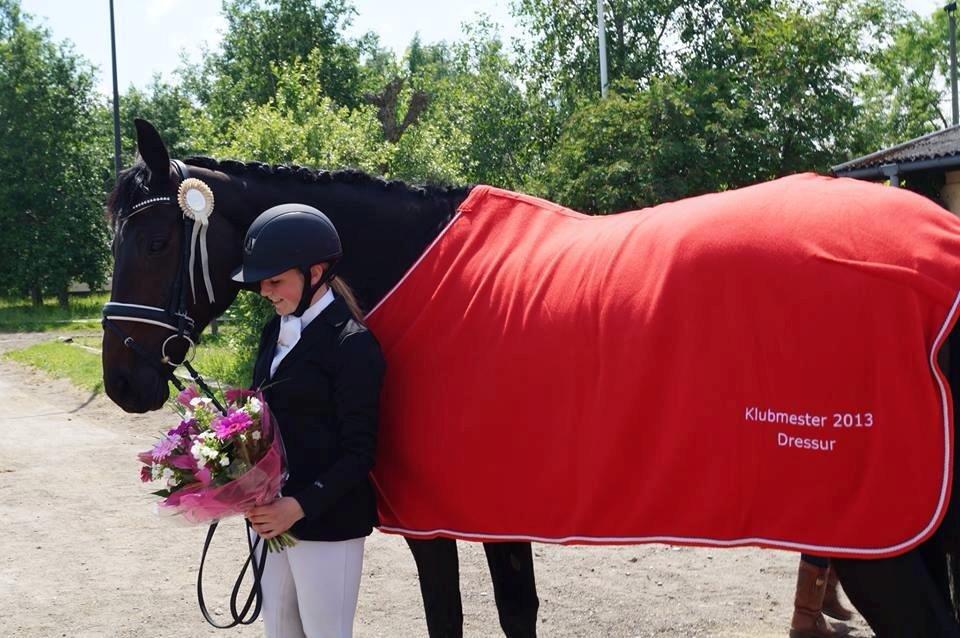 Dansk Varmblod Hanky Panky Firfod billede 7