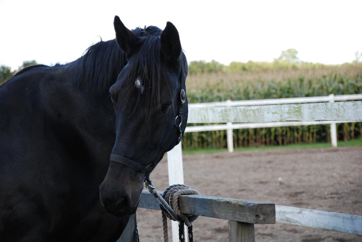 Dansk Varmblod Pilelundens Lucky Star - Velkommen til min smukkeste skat<3 billede 1