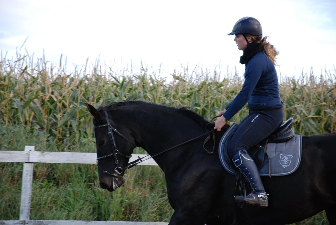 Dansk Varmblod Pilelundens Lucky Star billede 3