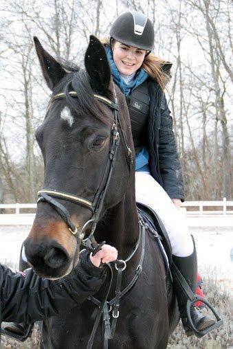 Dansk Varmblod Pilelundens Lucky Star billede 4