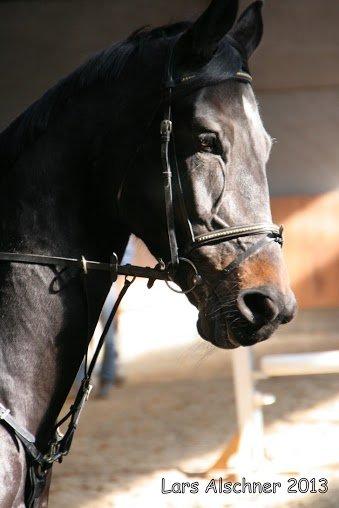 Dansk Varmblod Pilelundens Lucky Star billede 6