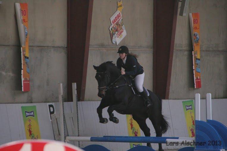 Dansk Varmblod Pilelundens Lucky Star billede 7