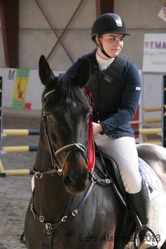 Dansk Varmblod Pilelundens Lucky Star billede 8