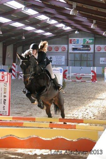 Dansk Varmblod Pilelundens Lucky Star billede 10