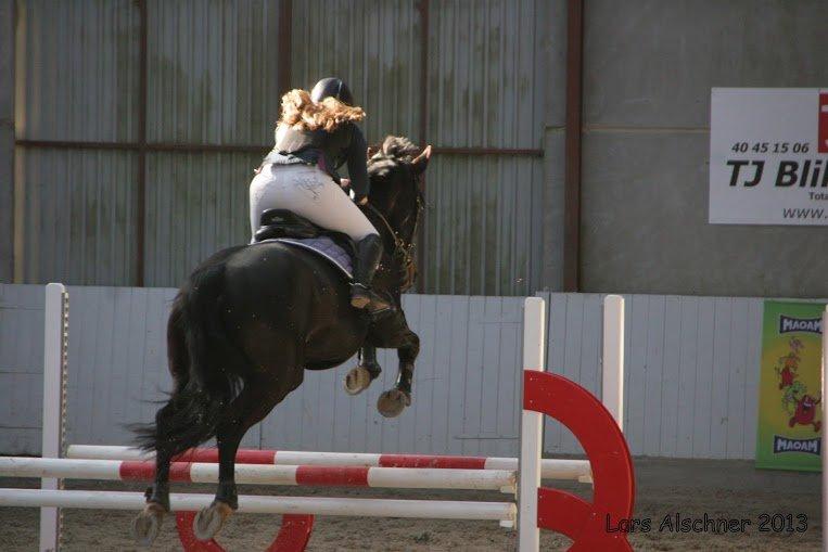 Dansk Varmblod Pilelundens Lucky Star billede 11