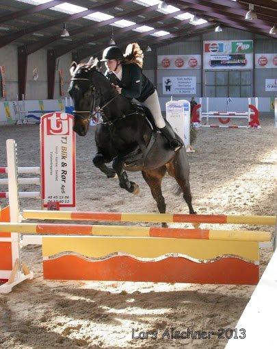 Dansk Varmblod Pilelundens Lucky Star billede 12