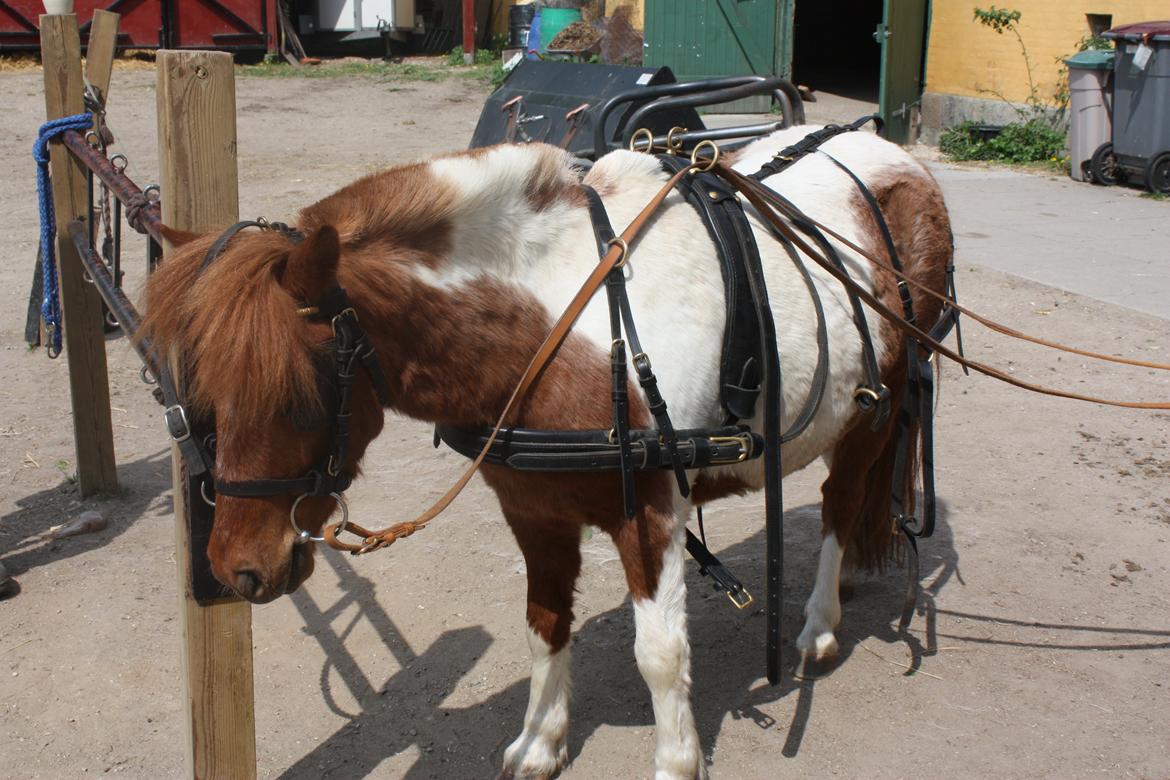 Anden særlig race Bugsi <3  billede 7