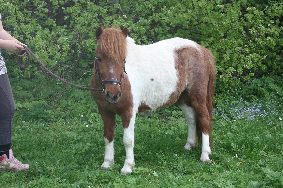 Anden særlig race Bugsi <3  billede 2