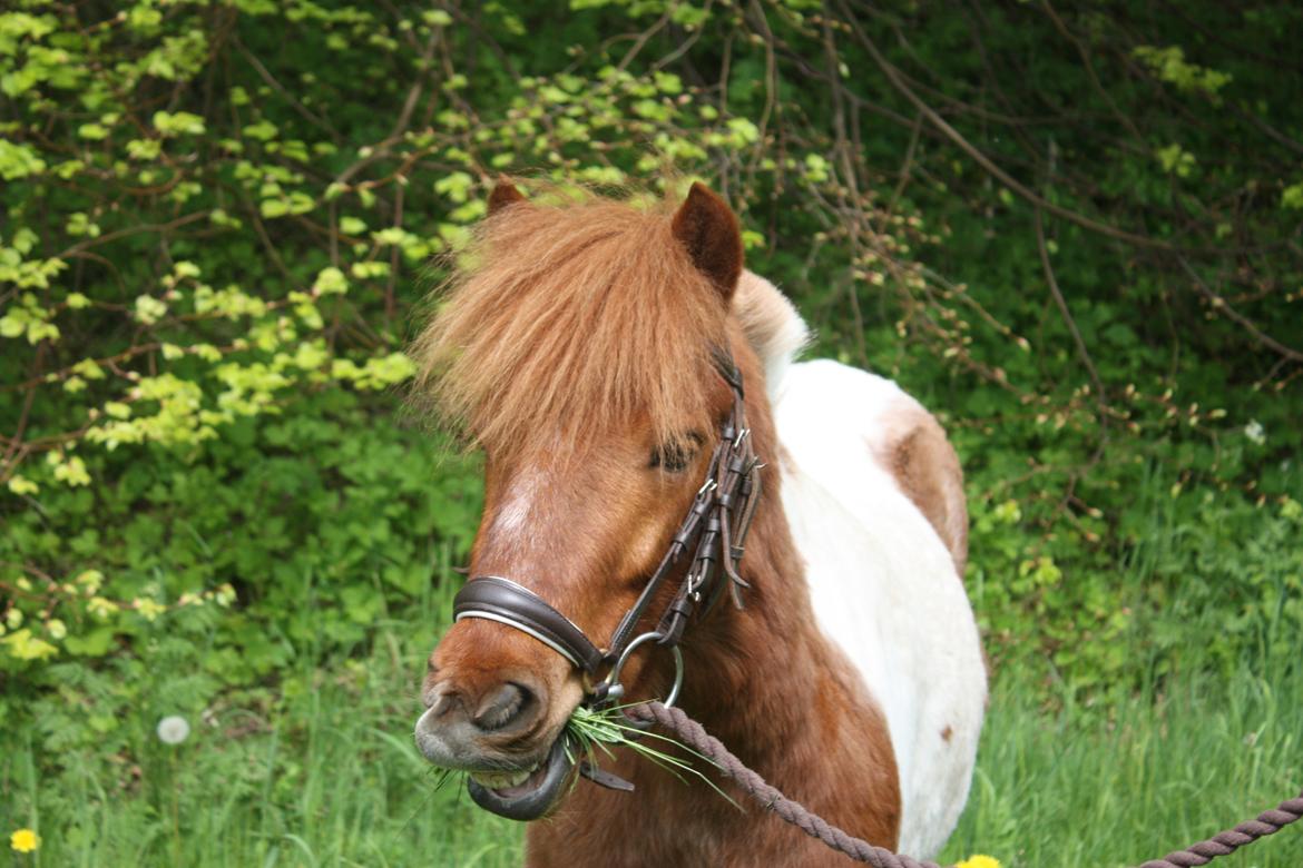 Anden særlig race Bugsi <3  billede 8