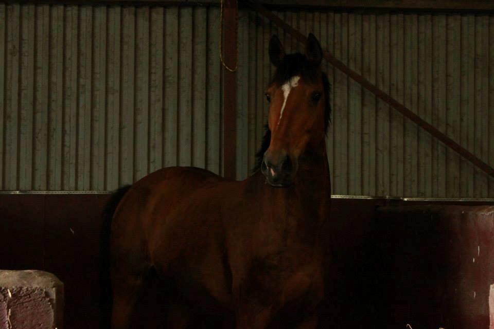 Anden særlig race Mathilde? billede 3