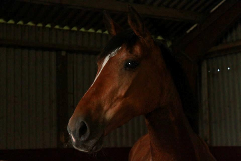 Anden særlig race Mathilde? billede 4