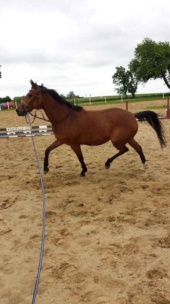 Anden særlig race Mathilde? billede 5