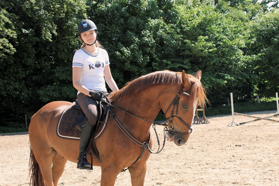 Fransk Varmblod Pickpocket - VELKOMMEN til Pickpocket's profil:-) billede 1