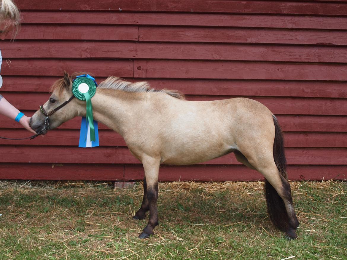 Miniature Søsteds Caro W. - Det fynske dyreskue 2013 billede 1