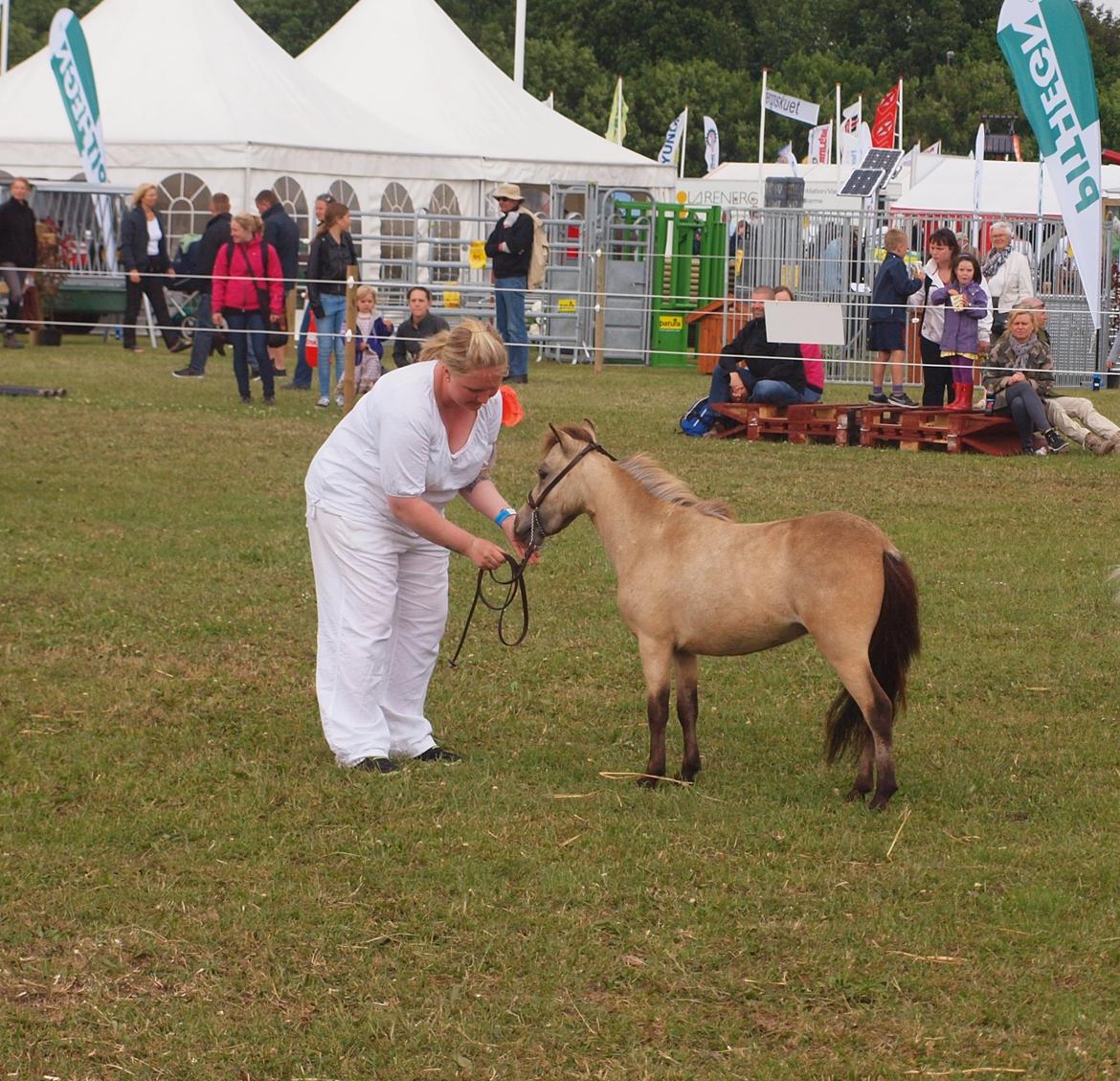 Miniature Søsteds Caro W. - Opstilling. 
Det fynske dyreskue 2013 billede 17